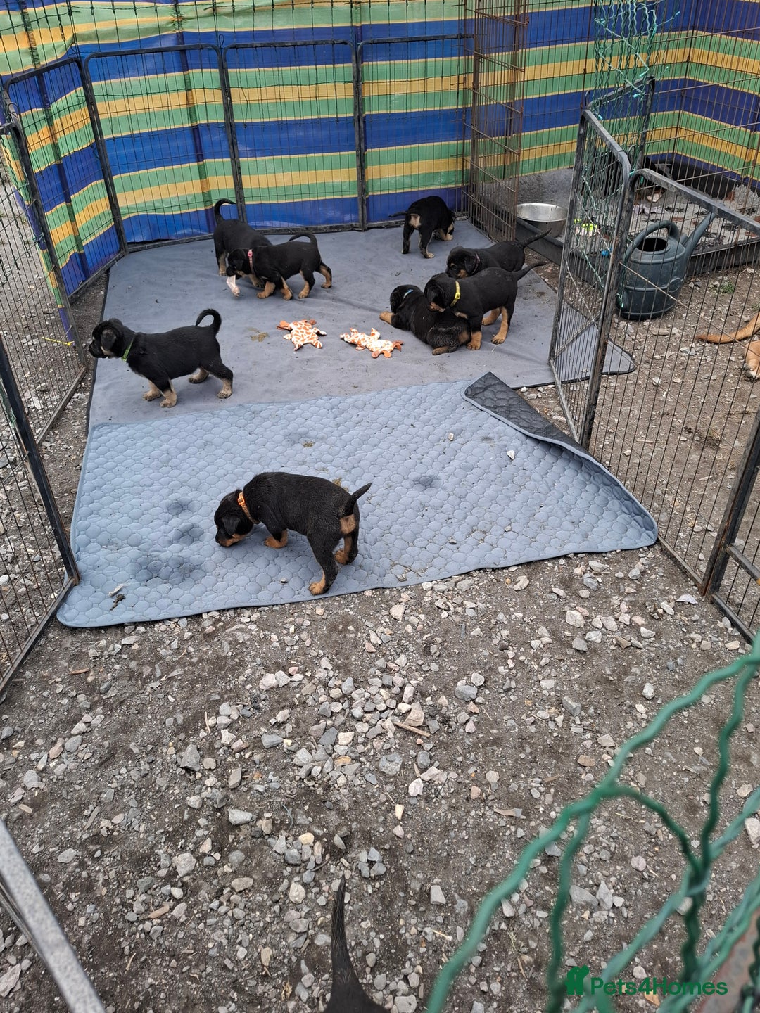 Rottweiler dogs for sale: Stunning Litter Of Shepweiler X Mastiff Pups - Image 4