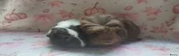 Guinea Pig rodents for sale: Beautiful pair of girl guinea pigs aka sow ready  - Advert 2