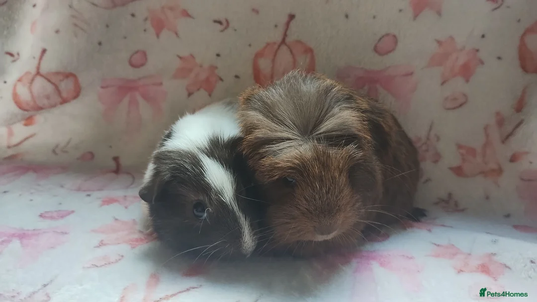 Guinea Pig rodents for sale: Beautiful pair of girl guinea pigs aka sow ready  - Advert 2