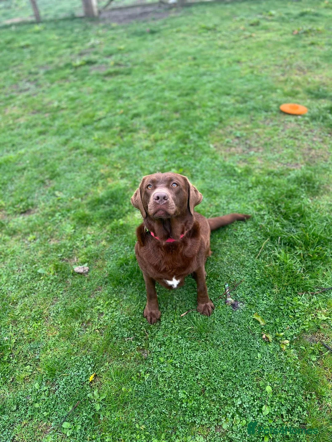 Labrador Retriever dogs for stud: KC REGISTERED LABRADOR FOR STUD ONLY  - Advert 11