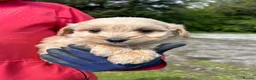 Labradoodle dogs for sale: Beautiful Labradoodle Puppies  in Bacup - Advert 3