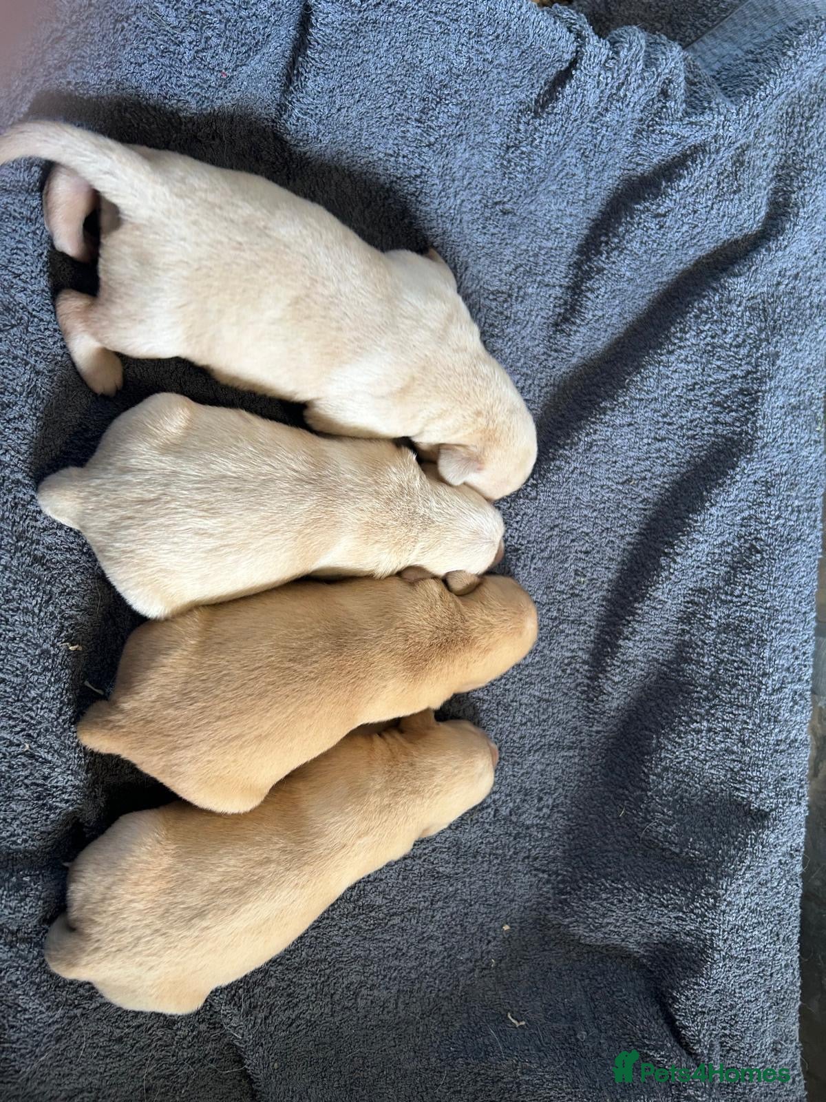 Labrador Retriever dogs KC Registered Puppies from Health Checked Parents  - Advert 2