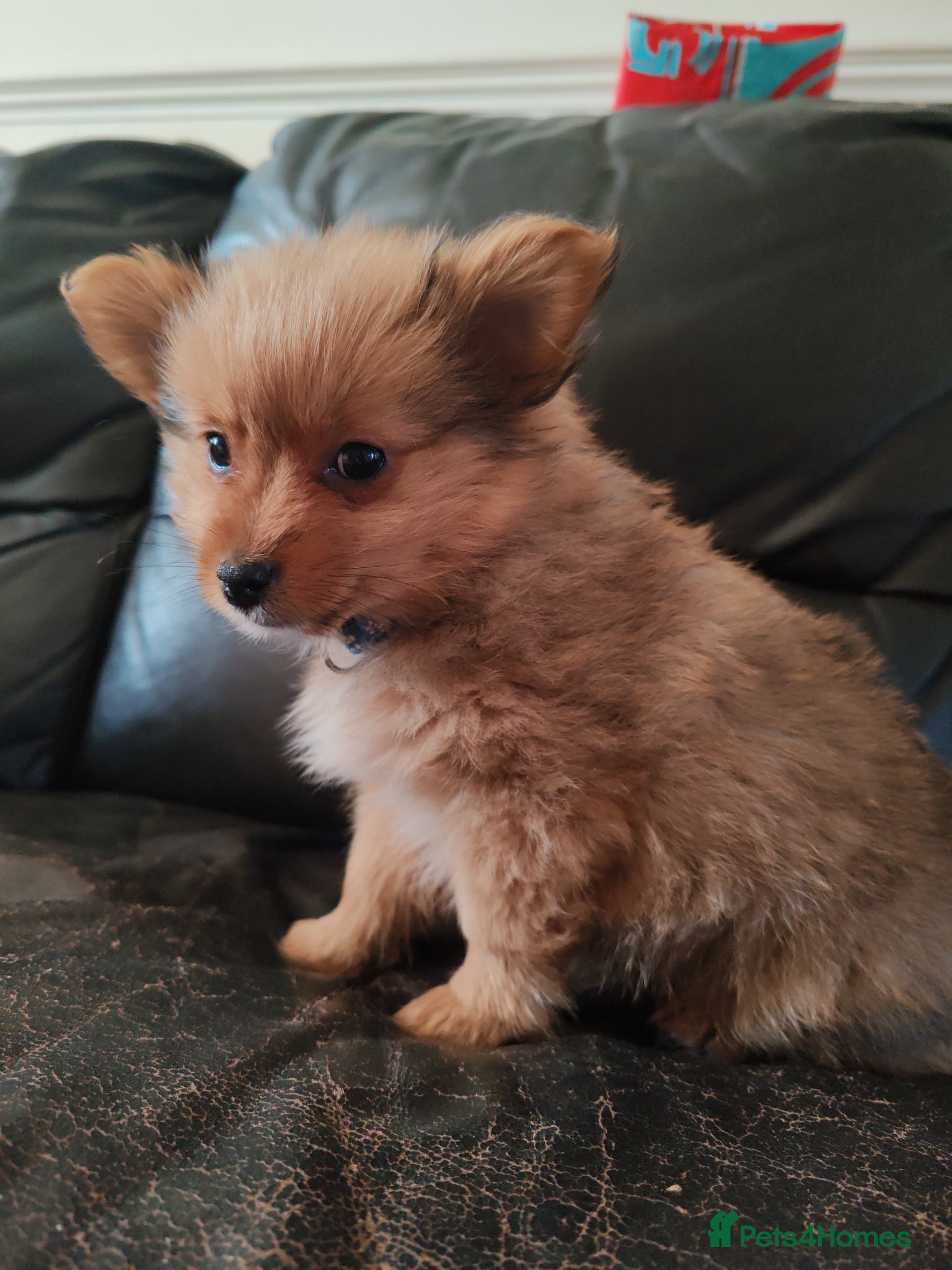 Mixed Breed dogs One puppy left  - Advert 1