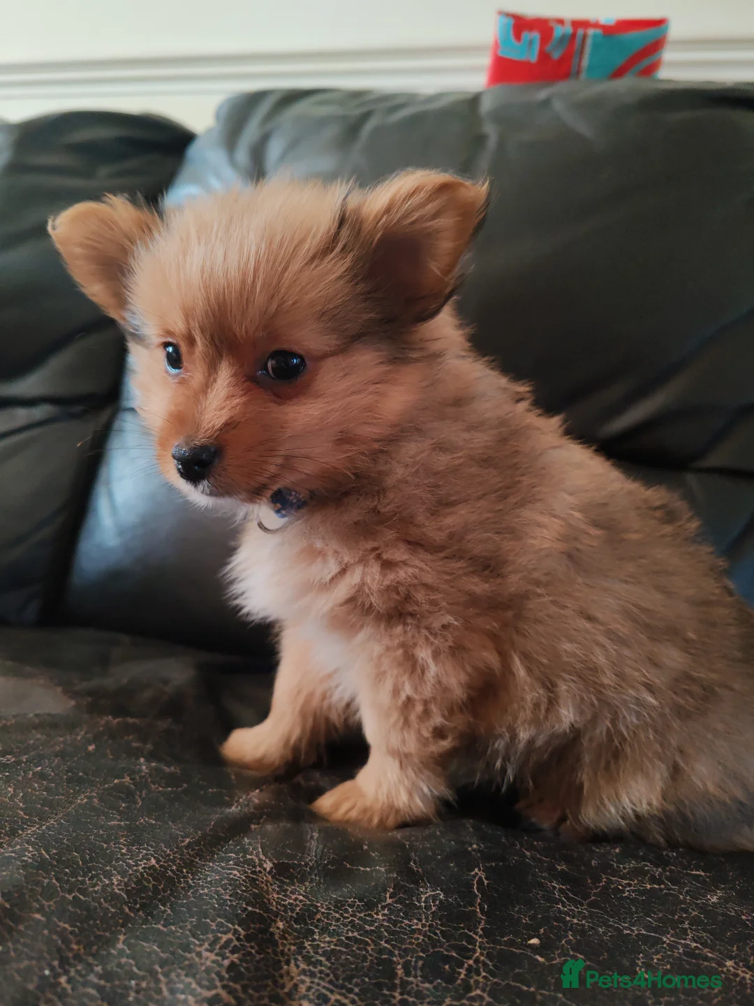 Mixed Breed dogs for sale: One puppy left  - Advert 1