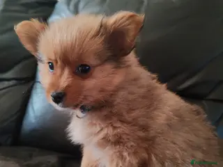 Mixed Breed dogs One puppy left - Advert 1