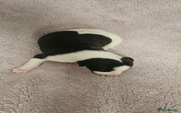 Whippet dogs for sale: KC HEART AND HEALTH TESTED WHIPPETS - Image 19