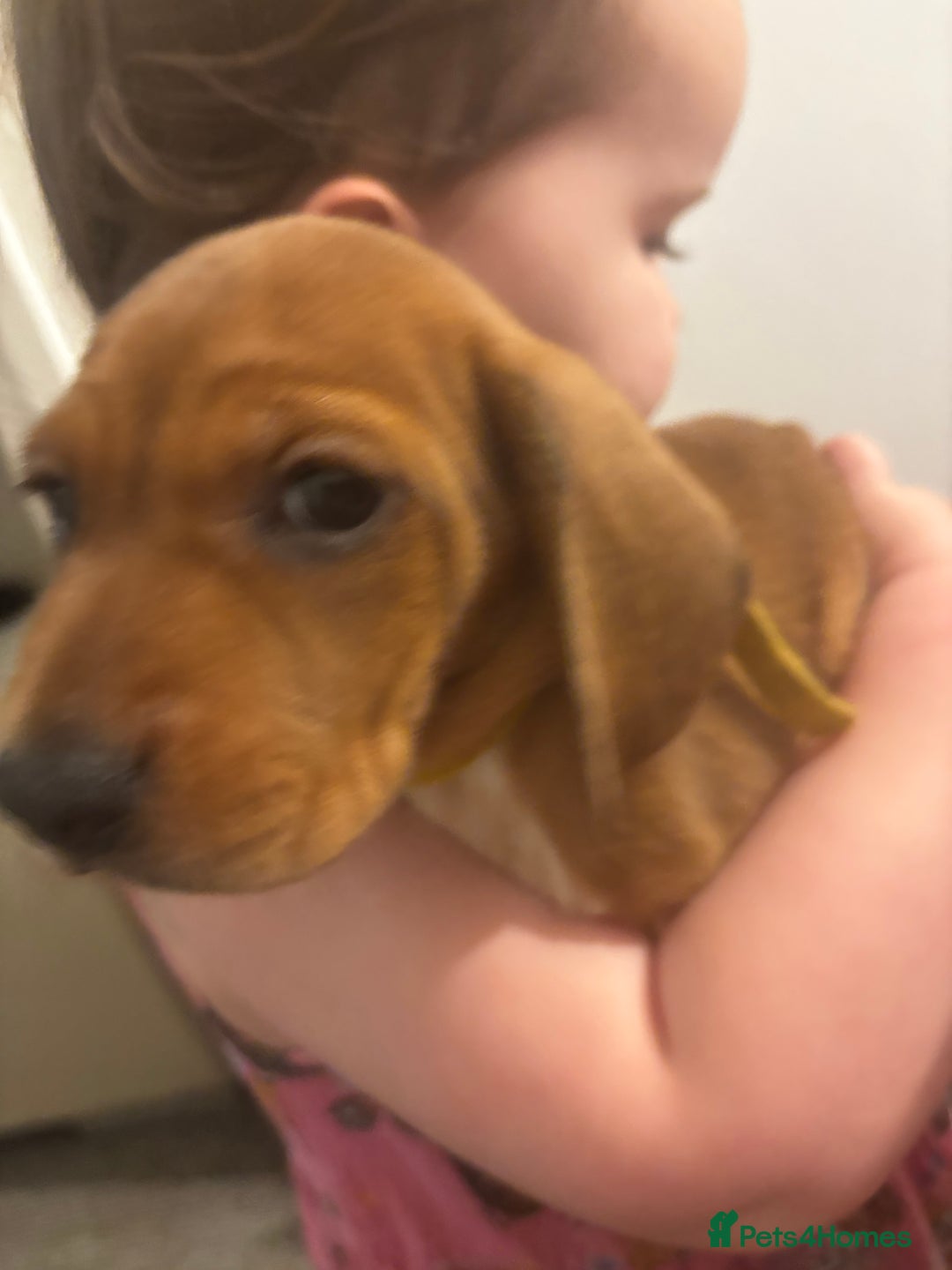 Mixed Breed dogs for sale: Cocker spaniel x bagal x miniature dashound - Advert 5