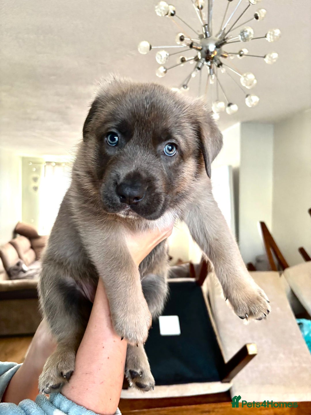 Mixed Breed dogs for sale: Beautiful German Shepherd cross puppies  - Advert 8