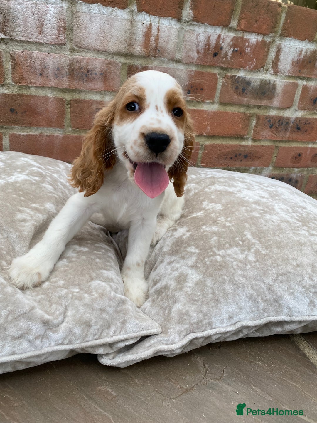 Cocker Spaniel dogs for sale: OUT STANDING  GORGEOUS SHOW TYPE COCKER SPANIEL  - Image 3