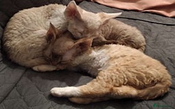 Devon Rex cats for sale: Beautiful Devon Rex Kittens - GCCF registered - Image 29