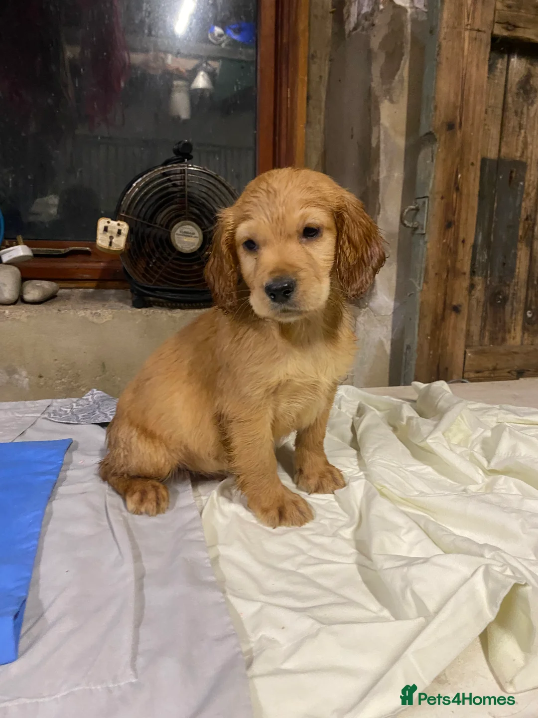 Cocker Spaniel dogs for sale: Working Cocker Spaniels - Advert 9