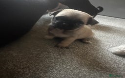 Pug dogs for sale: READY 19/09/25 Boys x2 Pugs - Image 9