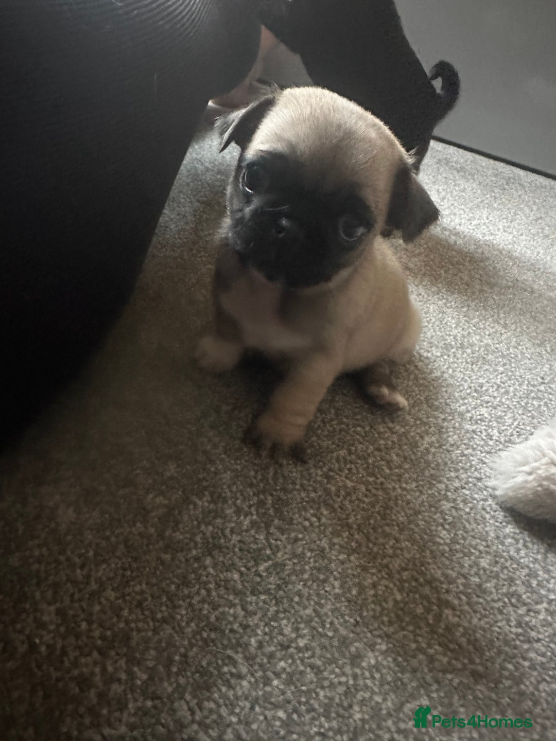 Pug dogs for sale: READY 19/09/25 Boys x2 Pugs - Image 9