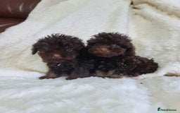 Cavapoo dogs for sale: *VIDEOS* F1b Cavapoos. Chocolate & Tan. DNA tested - Image 5