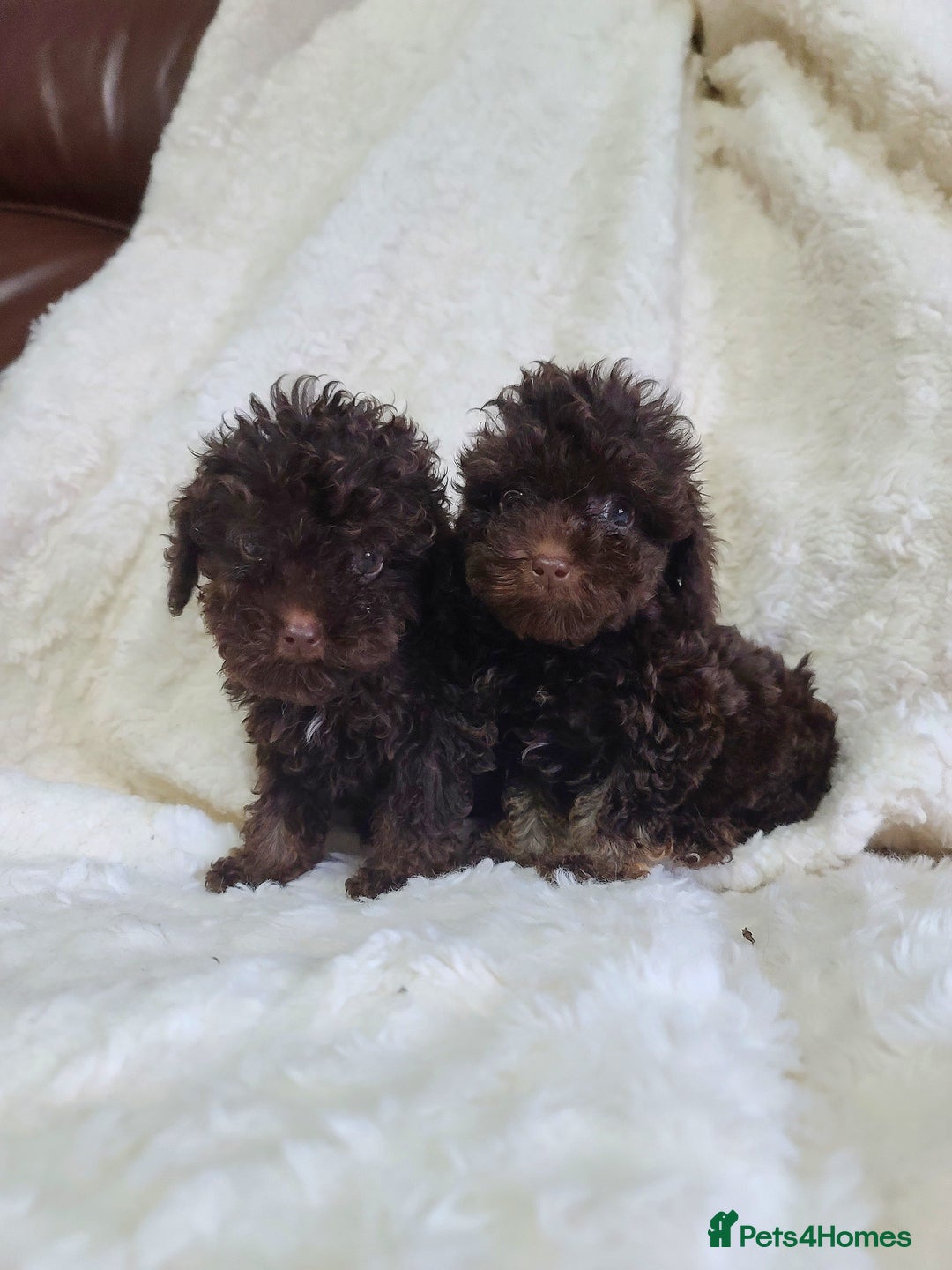 Cavapoo dogs for sale: *VIDEOS* F1b Cavapoos. Chocolate & Tan. DNA tested - Image 5
