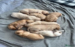 Golden Retriever dogs for sale: Gorgeous litter of 9 Golden Retrievers  - Image 4