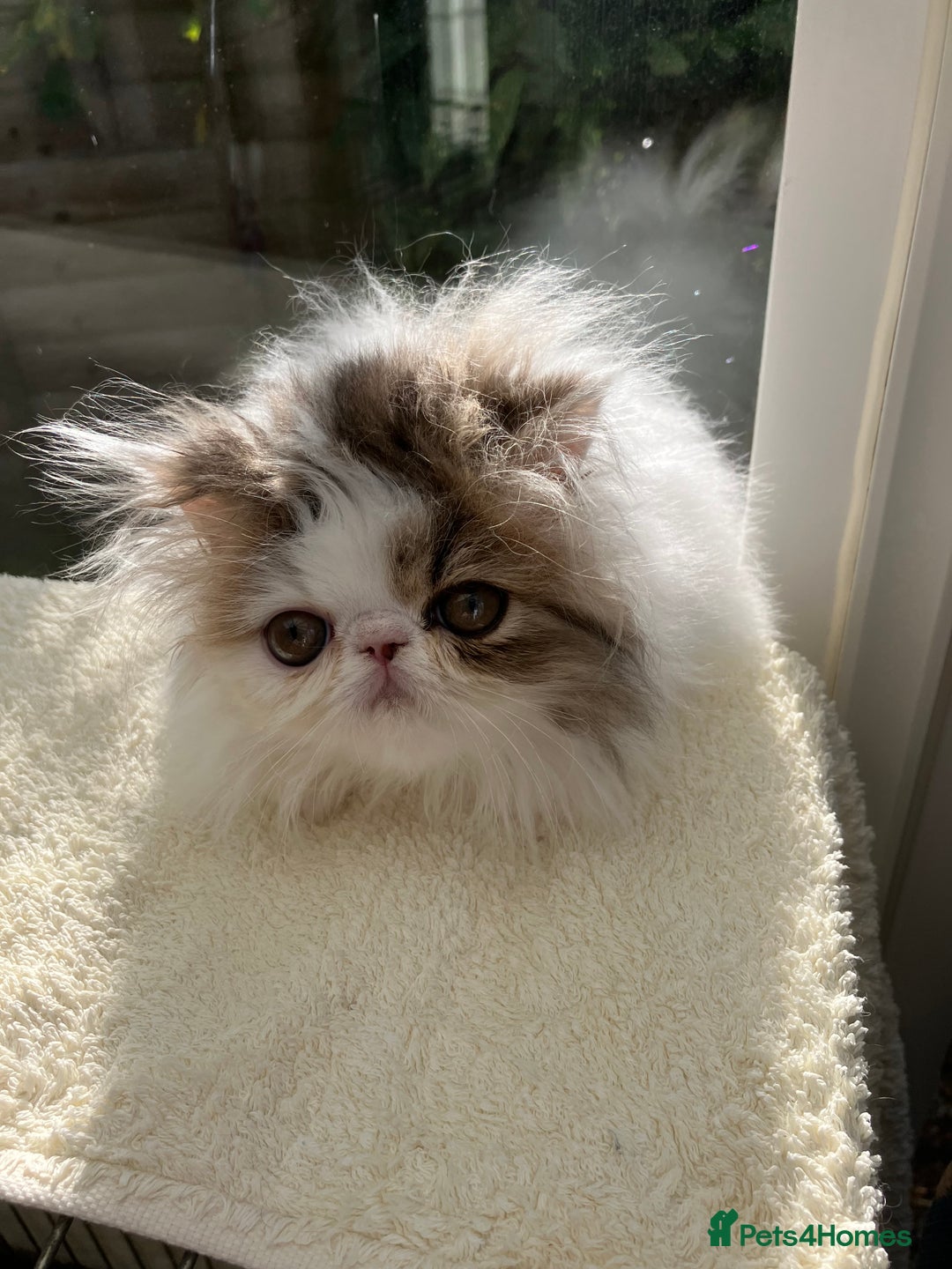 Persian cats for sale: Quality GCCF Registered Pure Persian Kittens  - Image 6