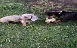 Miniature Dachshund dogs for sale: Miniature dachshund girl  - Image 4