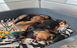 Miniature Dachshund dogs for sale: Adorable Minature Daschunds  - Image 3