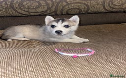 Siberian Husky dogs for sale: Husky puppies  - Image 8