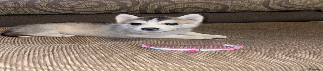 Siberian Husky Puppy 3