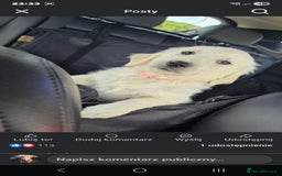Golden Retriever dogs for sale: Female golden for sale  - Image 2