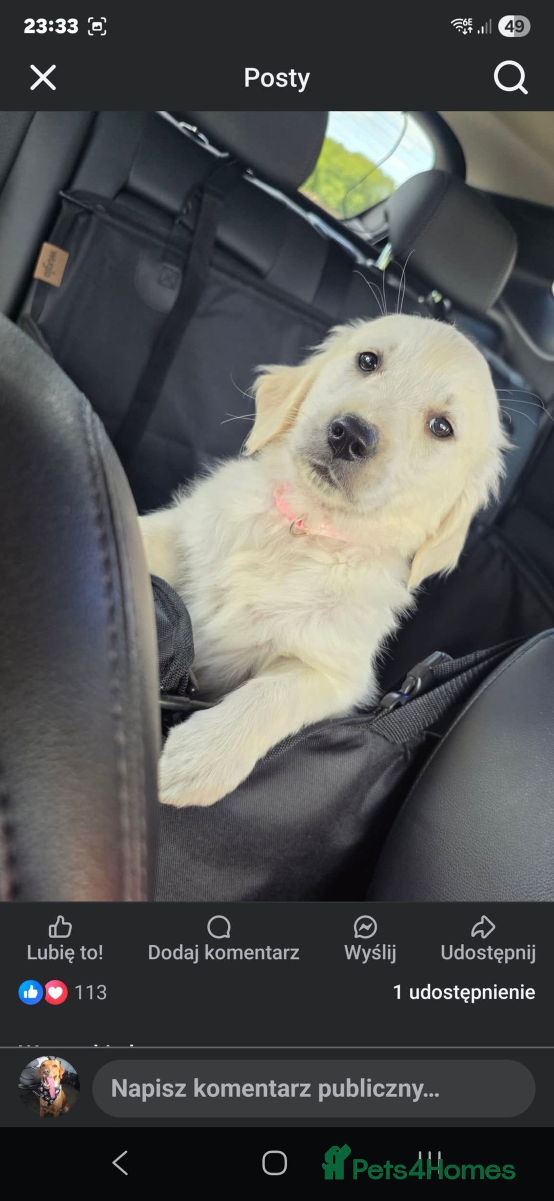 Golden Retriever dogs for sale: Female golden for sale  - Image 2