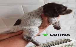 Cocker Spaniel dogs for sale: Stunning Blue/Liver Roan Cocker Spaniels Puppies  - Image 23