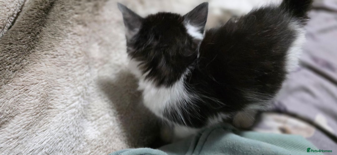 Mixed Breed cats for sale: Friendly playful kittens ready to find thier new  - Image 19