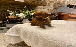 Irish Doodle dogs for sale: Stunning litter of mini Irish Doodles - Image 19