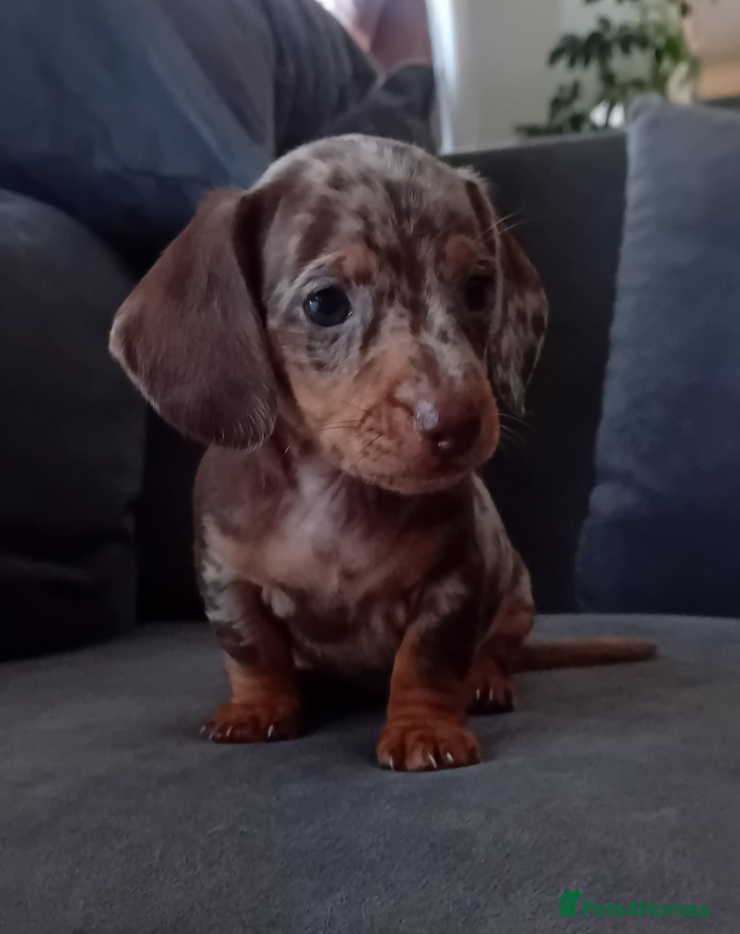 Miniature Dachshund dogs for sale: *READY TO GO* Miniature Daschund Puppies - Image 23