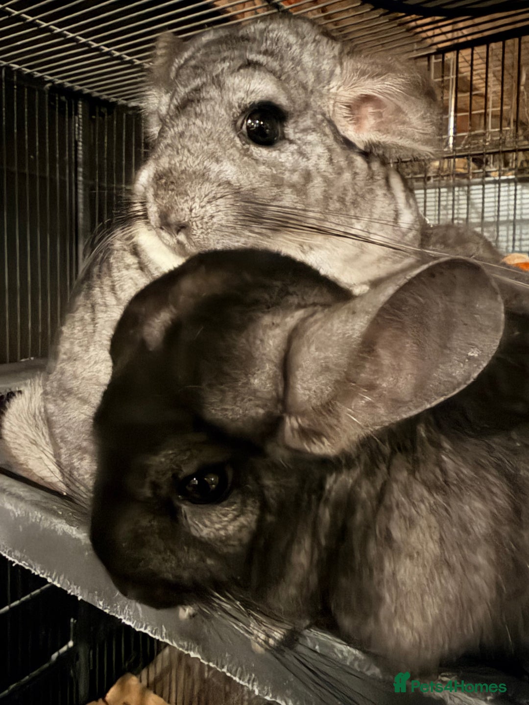 Chinchilla rodents for sale: Grey boy ready to go now - Advert 3
