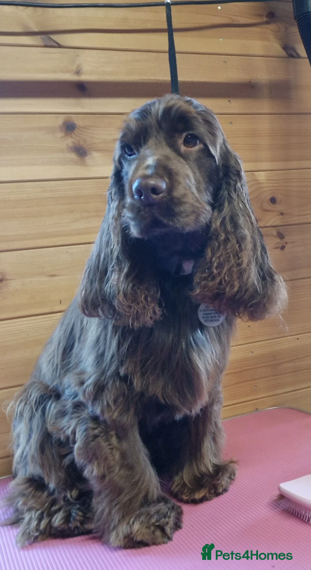 Gallery Image {{count}}