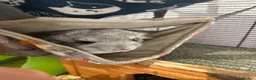 Chinchilla rodents for sale: Beautiful chinchilla kit male  - Advert 4
