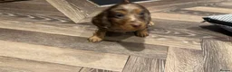 Miniature Dachshund dogs for sale: Long haired miniature dachshund pups - Advert 11
