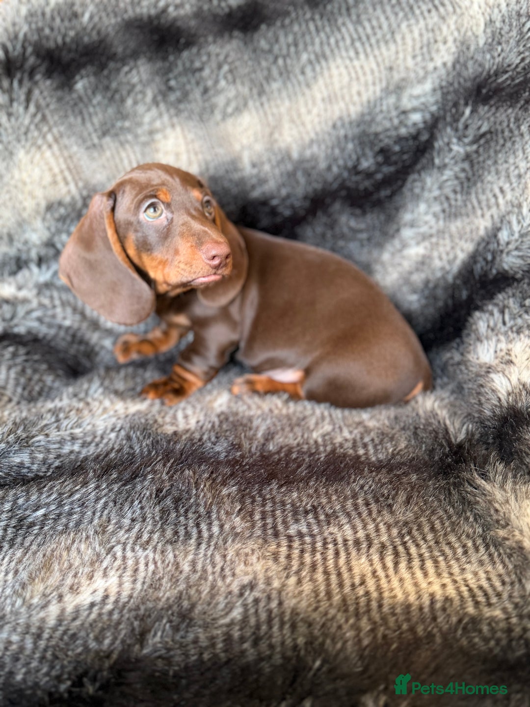 Miniature Dachshund dogs for sale: KC Registered Miniature Shorthaired Dachshund - Advert 9