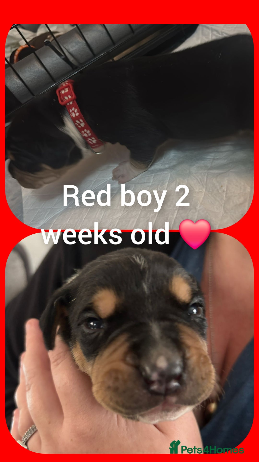 Mixed Breed dogs for sale: Staffy cross pups for sale  - Advert 14