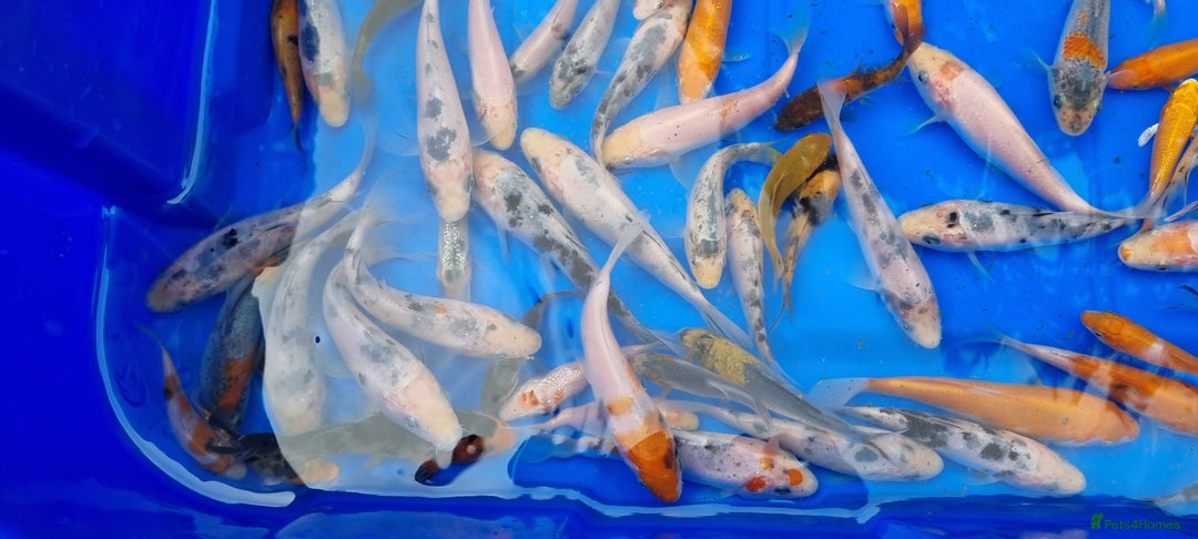 Koi Carp fish for sale: 2 to 4 inch Mixed Koi Carp Fry: young pond fish - Image 11