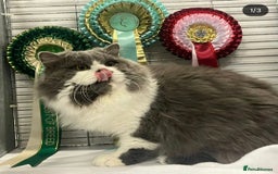 British Longhair cats for sale: Quadruple Grand Champion British Longhair Male - Image 4