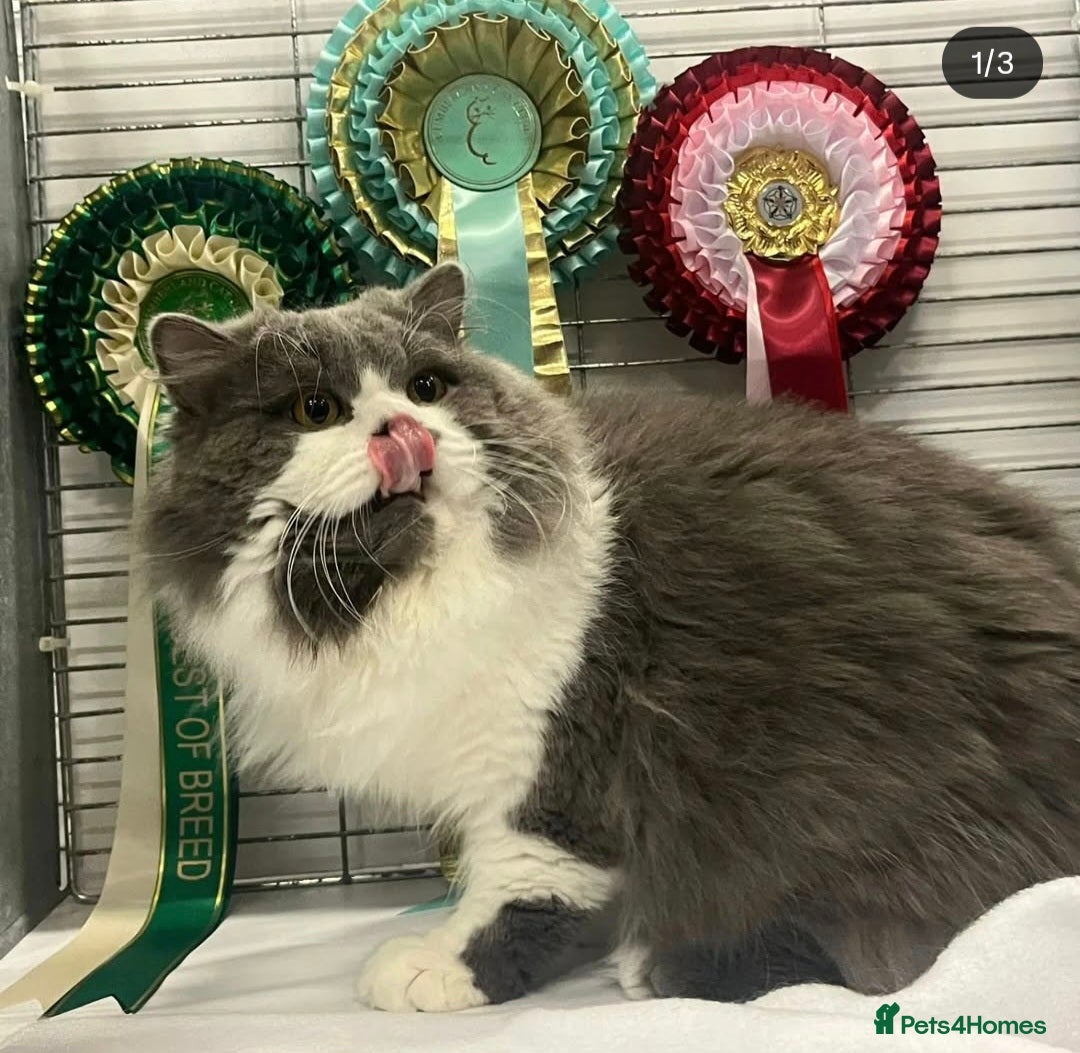 British Longhair cats for sale: Quadruple Grand Champion British Longhair Male - Image 4