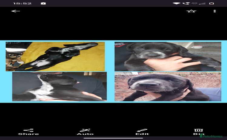 Mixed Breed dogs - Advert 1