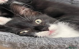 Mixed Breed cats for sale: Black and white kittens READY NOW - Image 5