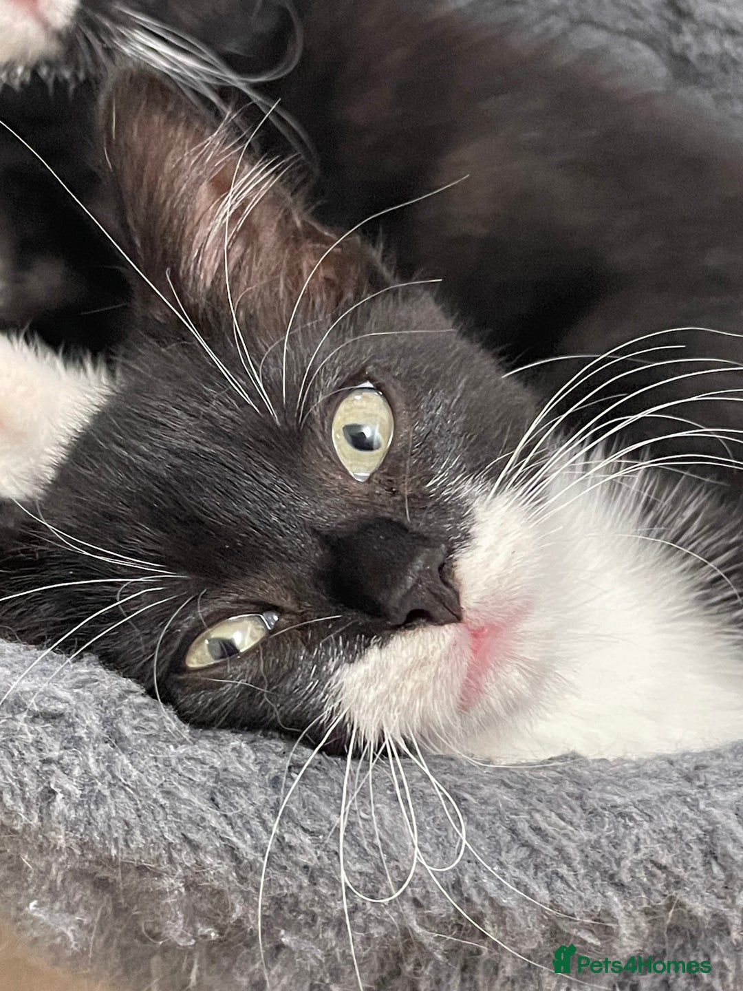 Mixed Breed cats for sale: Black and white kittens READY NOW - Image 5