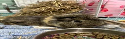 Guinea Pig rodents for sale: Male guinea pig  - Advert 3