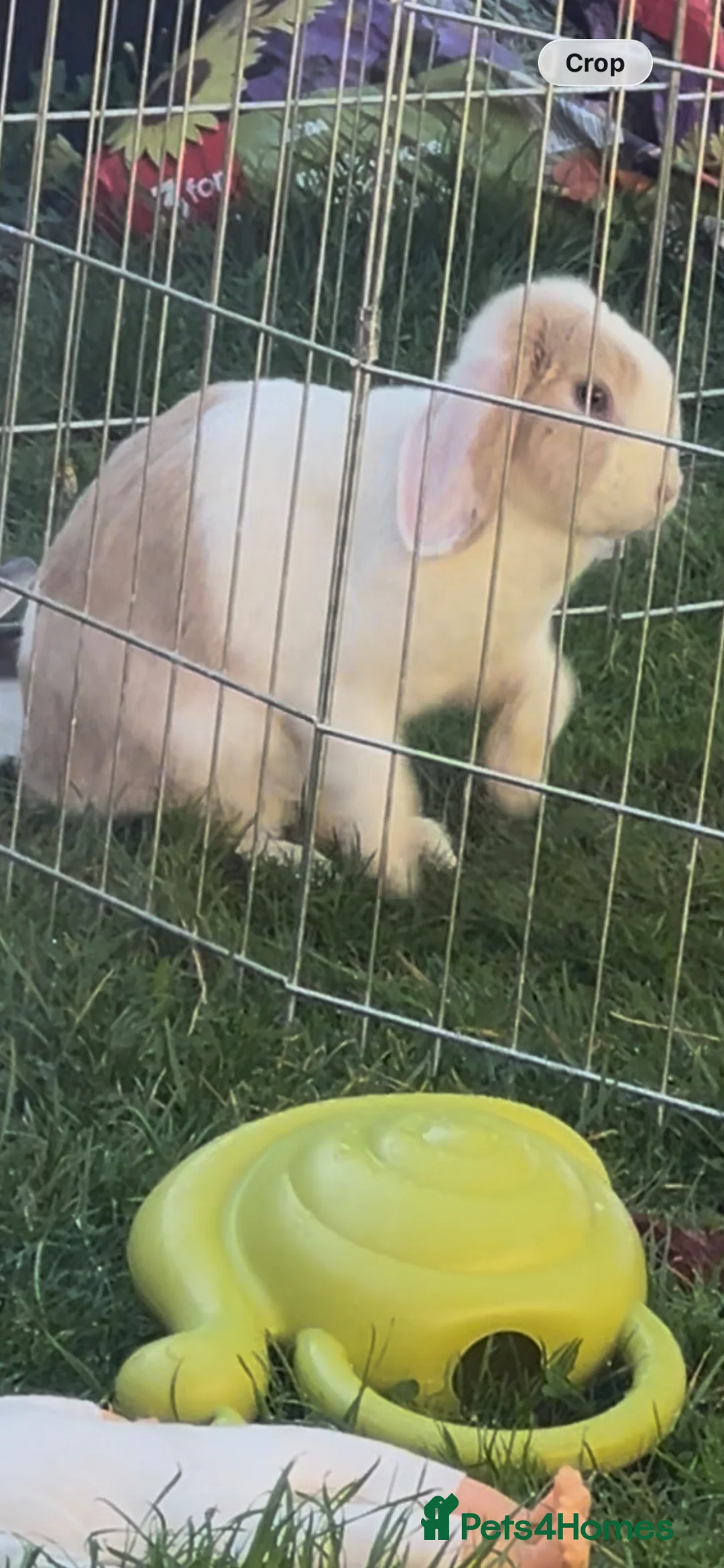 Mini Lop rabbits for sale: Beautiful Mini Lop for Sale - Advert 2