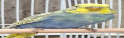 Mixed Breed birds for sale: Budgies for sale  - Advert 30