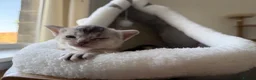 Abyssinian cats for sale: 2 beautiful Abyssinian boys  - Advert 2
