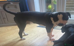 American Bulldog dogs for stud: American bulldog  - Image 6