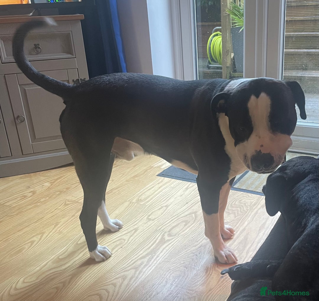 American Bulldog dogs for stud: American bulldog  - Image 6