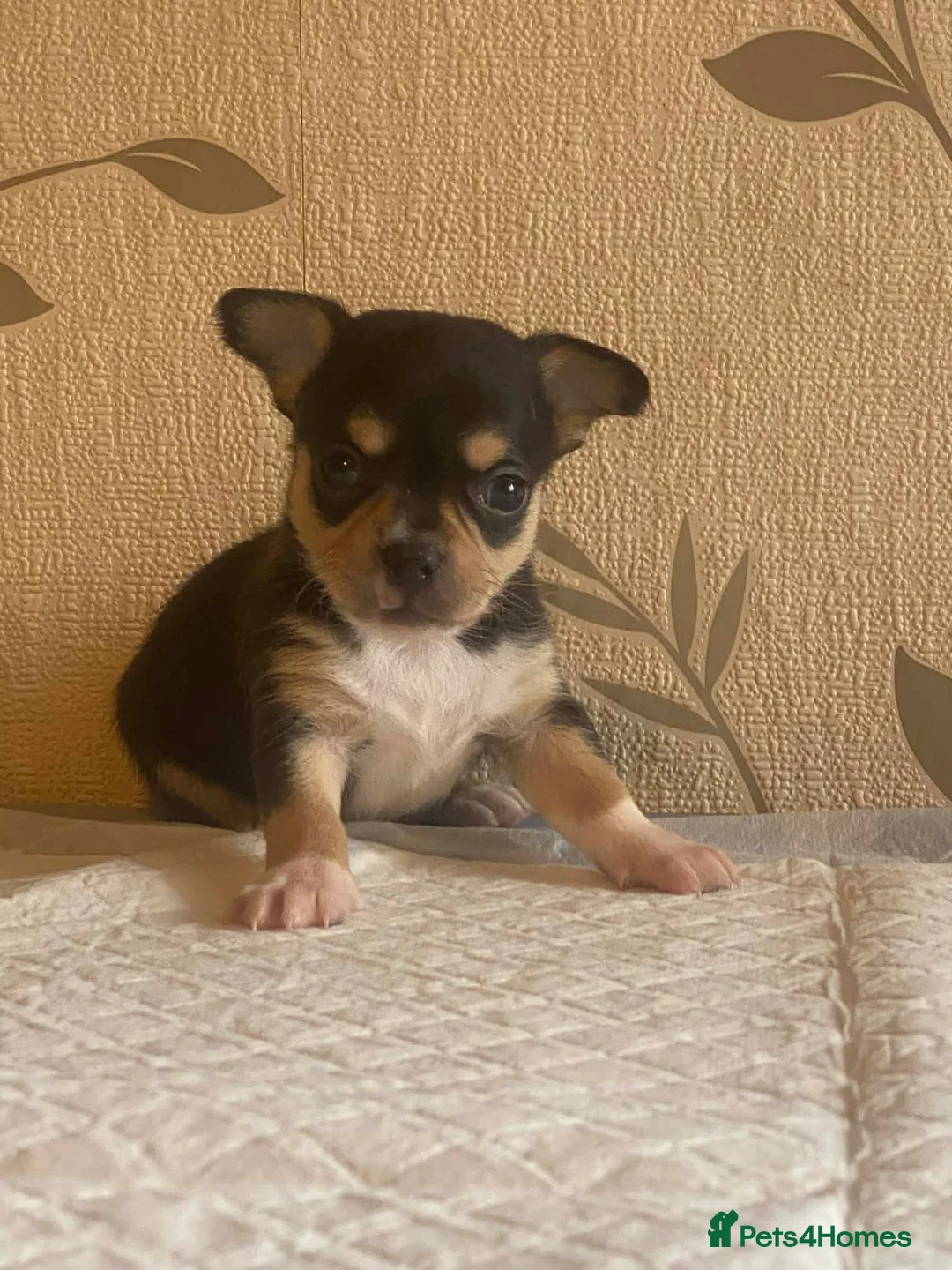 Chihuahua dogs for sale: chihuahua puppis for sale  - Advert 18